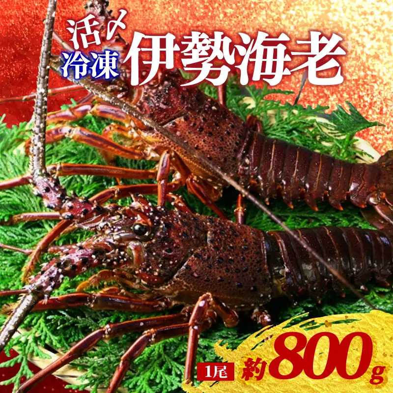 冷凍 伊勢海老 約800g 1尾 活〆 特大 伊勢えび 伊勢エビ イセエビ 海老 えび エビ ebi いせえび 魚介 海鮮 海産物 海 特産品 うま味 旨味 海の幸 アウトドア BBQ 刺身 炭火焼 産地直送 国産 三重県 伊勢 志摩 南伊勢町 山藤
