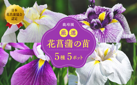 観葉植物 花しょうぶの苗5品種5ポットセット  観葉植物[AGBG001]