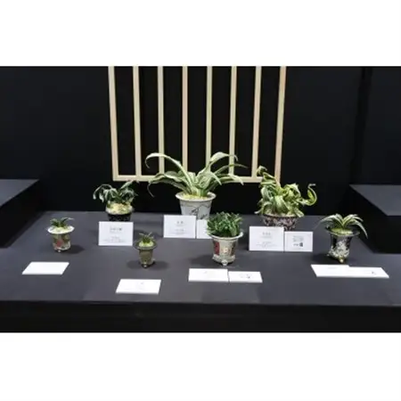おもと講座と植え替え体験 徳川家康公の運気を上げた縁起物!【万年青プレゼント!】【1655543】