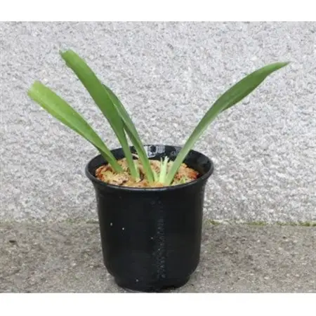 はじめての縁起植物!おもとデビューセット(小株・鉢仕立て)【1655544】