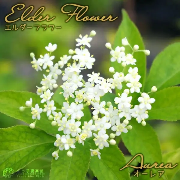 エルダーフラワー（西洋ニワトコ オーレア）9cmポット苗【花苗 花 季節の花 花セット ガーデニング 家庭菜園 園芸 初夏 夏 花壇 庭 鉢 玄関 プランター 寄せ植え おうち時間 趣味 ベランダ 土っ子倶楽部 プレゼント ギフト 】