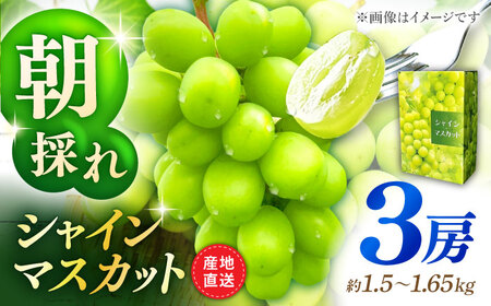 【先行予約】 朝どれ シャインマスカット 3房（約1.5kg～1.65kg） 産地直送 【城 果樹園】[ZFD003]