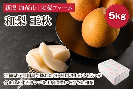 【2026年先行予約】和梨 王秋 5kg（5?8玉）《11月中旬?順次出荷》