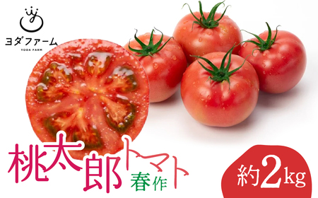 桃太郎トマト（春作）約 2kg ALPFL003