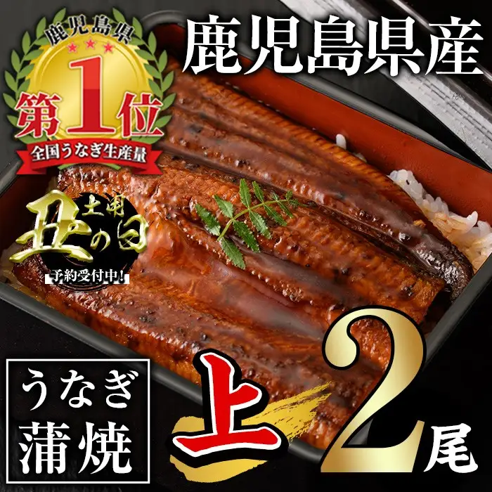 ＜丑の日先行予約受付中！＞ うなぎ 無投薬 鹿児島県産 ＜上＞(計280g以上・ 約140g×2尾) うなぎ【西日本養鰻】A1009