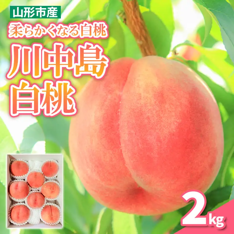 柔らかくなる 川中島 白桃 秀品 2kg (5個～8個)【令和8年産先行予約】FS25-145