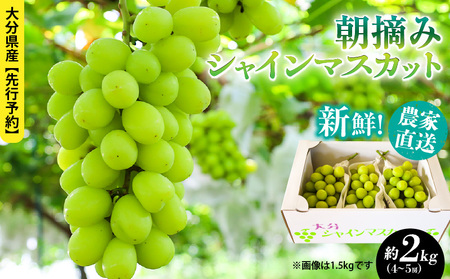 テレビで紹介されました！【先行予約】【令和8年発送】農家直送！ 新鮮！ 朝づみ シャインマスカット 2kg (4～5房) フルーツ 果物 贈答 大分県産 採れたて_2537R-3