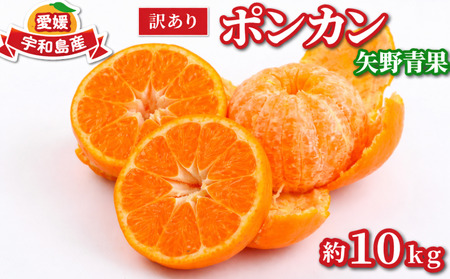 【宇和島産ポンカン】冬の柑橘ポンカン 10kg 矢野青果 B012-171031