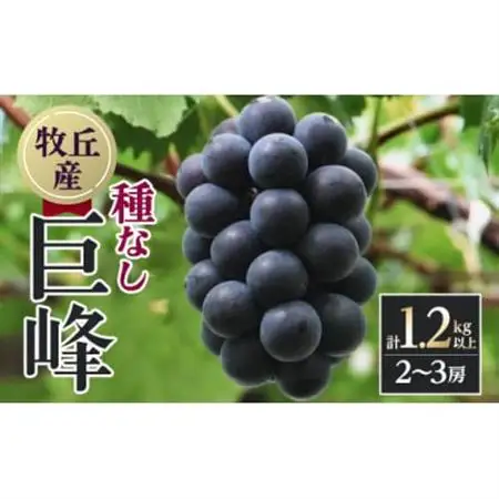 【2026年発送】山梨直送!!種なし巨峰2～3房(1.2kg以上)【配送不可地域：離島・沖縄県】【1695493】