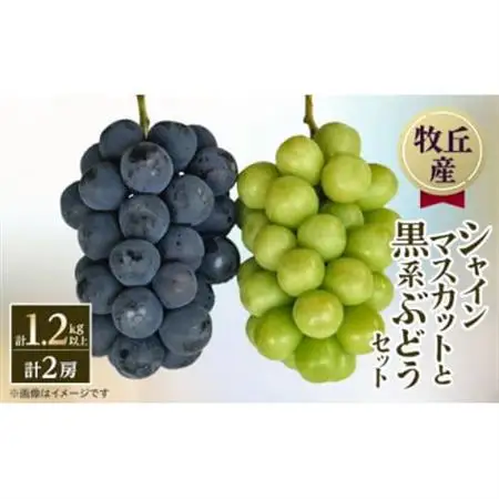 【2026年発送】山梨直送!!シャインマスカットと黒系ぶどう　2房(1.2kg以上)【配送不可地域：離島・沖縄県】【1695509】