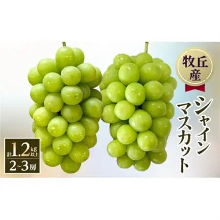 【2026年発送】山梨直送!!シャインマスカット 2～3房(1.2kg以上)【配送不可地域：離島・沖縄県】【1695520】