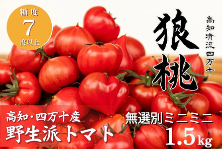 【先行予約／2027年2月下旬から発送】四万十育ち「狼桃」 糖度7度以上 無選別ミニミニ（約1.5kg） Fdf-13 フルーツ トマト とまと 野菜 数量限定 期間限定