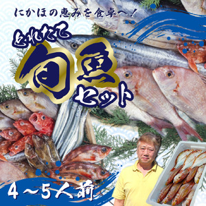 鮮魚 冷蔵 クール便「 開けたらすぐ食べられる下処理済み 海産物 4～5人前 セット 」みずしまや【 パック 詰め合わせ 海鮮セット 鮮魚ボックス 海鮮 海の幸 魚介 魚介類 刺身 切り身  秋田県 にかほ 】 