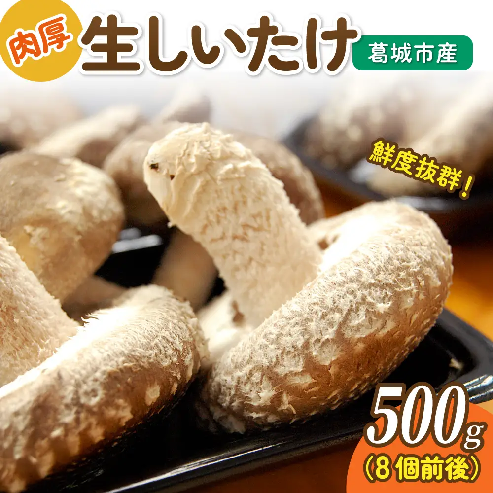 葛城市産生しいたけ（500g） 8個前後 椎茸 シイタケ 生 国産 セット 500g 新鮮 菌床 スライス 奈良県 葛城市【kobo003】