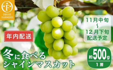 【年内配送】冬に食べるシャインマスカット 1房詰め  約500g ［ おぶせファーマーズ ］ 年内発送 ぶどう フルーツ 果物 くだもの 長野県 産地直送 送料無料 令和8年産 【2026年11月中旬～12月下旬配送】[F-549]