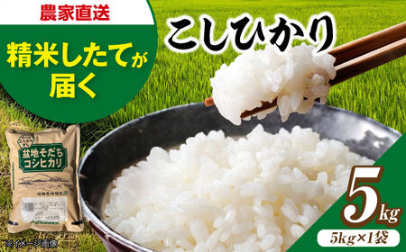 こしひかり 5kg コシヒカリ 最短3日発送 令和7年産  [APBM027]