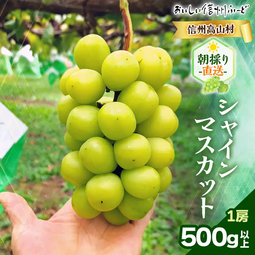 『2026年発送 先行受付』 信州高山村【新鮮朝採り 農家直送】 シャインマスカット ひと房【配送不可地域：離島】【1613809】