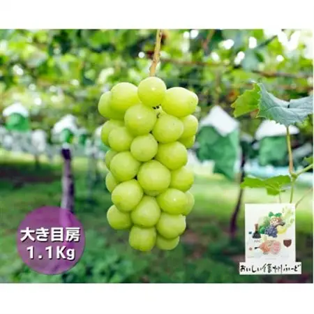 『2026年発送 先行受付』信州高山村【新鮮朝採り】シャインマスカット 2房1.1kg以上!【配送不可地域：離島】【1625531】