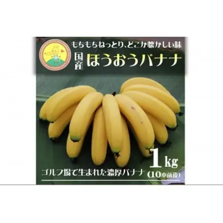 【2026年発送・ほうおうバナナ】もっちりねっとりな味わい!群馬県太田市産まれ貴重な国産バナナ1kg【配送不可地域：離島】【1678486】