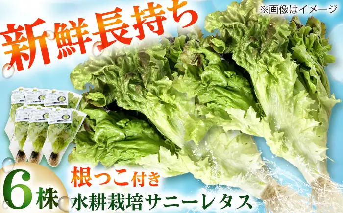 水耕栽培野菜 サニーレタス 6株[BGBT001]