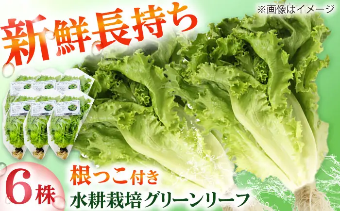 水耕栽培野菜 グリーンリーフ 6株[BGBT002]