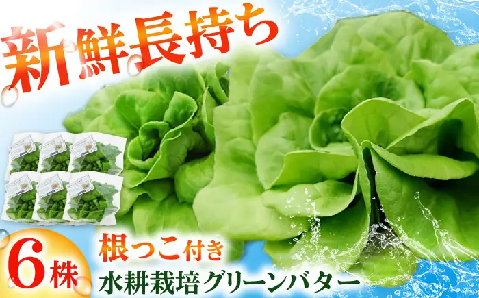 水耕栽培野菜 グリーンバター 6株 [BGBT003]