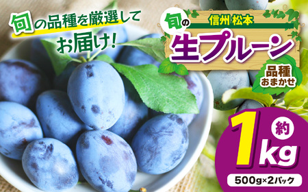 【先行受付】信州産 品種おまかせ旬の生プルーン約1kg（500g×2パック）