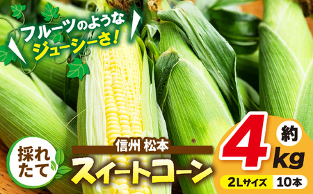 【先行受付】信州産 採れたてスイートコーン 約4kg(２Lサイズ10本)