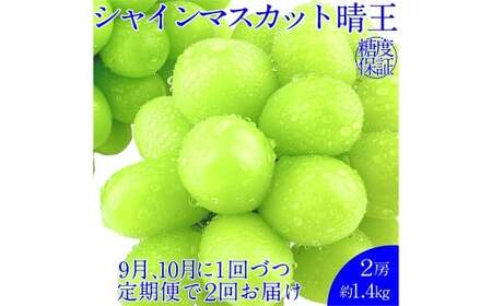 晴王 シャインマスカット晴王 2房 約1.4kg 【先行予約：2026年9月上旬～10月下旬発送予定2回定期便】岡山県産 種無し 皮ごと食べる みずみずしい 甘い フレッシュ 糖度保証 クール発送 瀬戸内 晴れの国 おかやま 果物大国 満天フルーツ