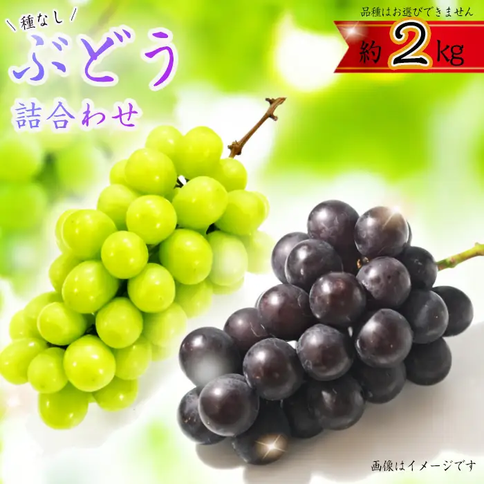 ぶどう詰合わせ約2kg ／ ぶどう 詰合わせ 種無しぶどう フルーツセット 旬の果物 食べ比べ 葡萄 ギフト 家庭用 贈答用 朝食 デザート 果物好き みずみずしい 大粒ぶどう 国産フルーツ フルーツギフト 食品ギフト 人気品種 冷蔵配送 果実セット 千葉県 No.362