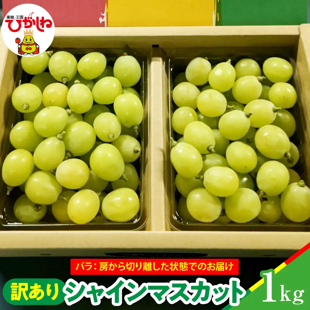 【2026年産】 シャインマスカット 訳あり バラ 約1kg ぶどう