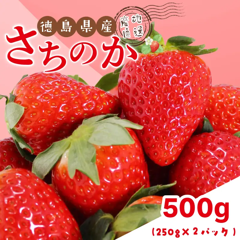 いちご 500g さちのか 苺 