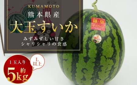 大玉すいか 1玉入り L以上 約5kg 【2026年5月上旬～2026年6月下旬発送予定】スイカ 甘いフルーツ 名産果物  果物 熊本県 