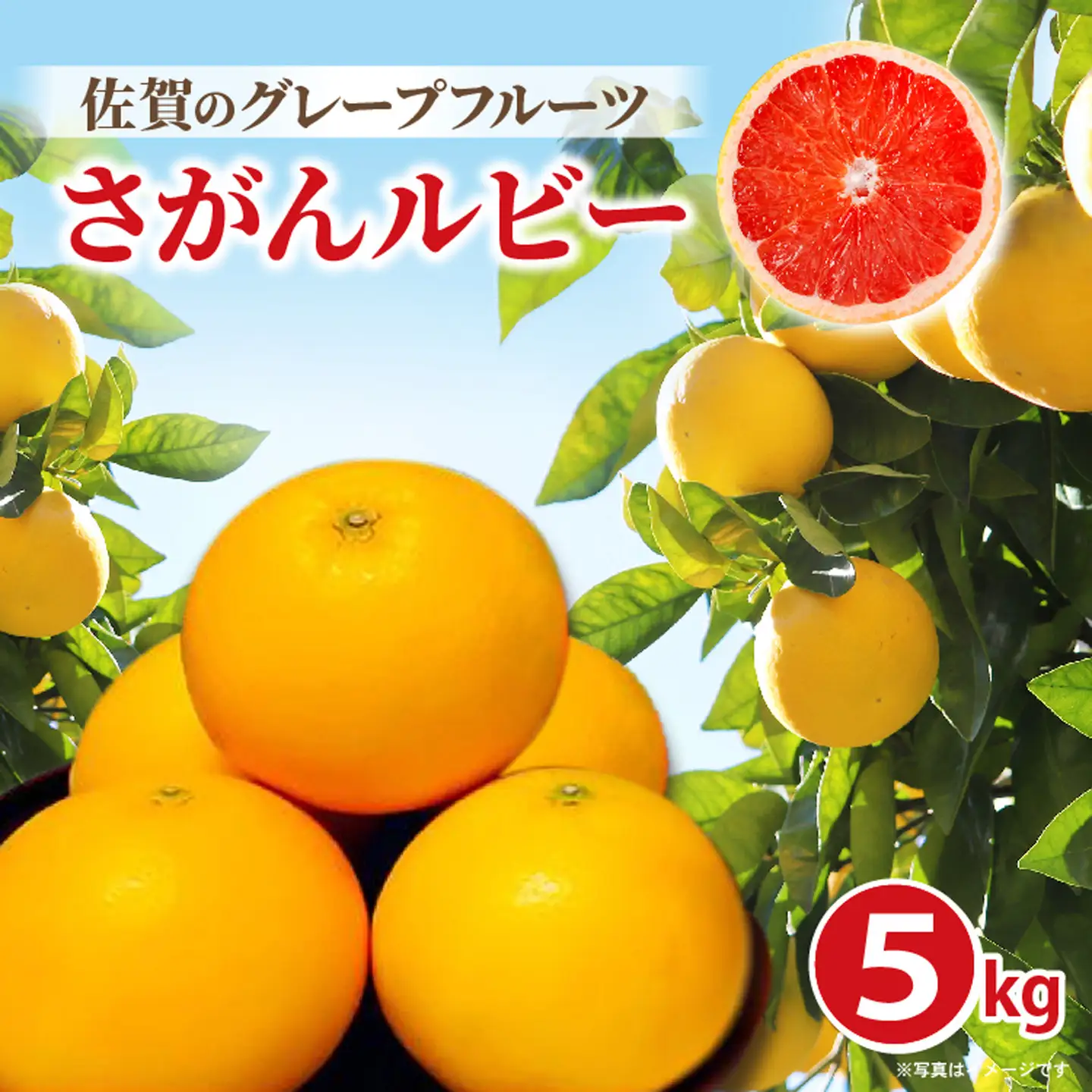 さがんルビー 5kg（グレープフルーツ） _c-138