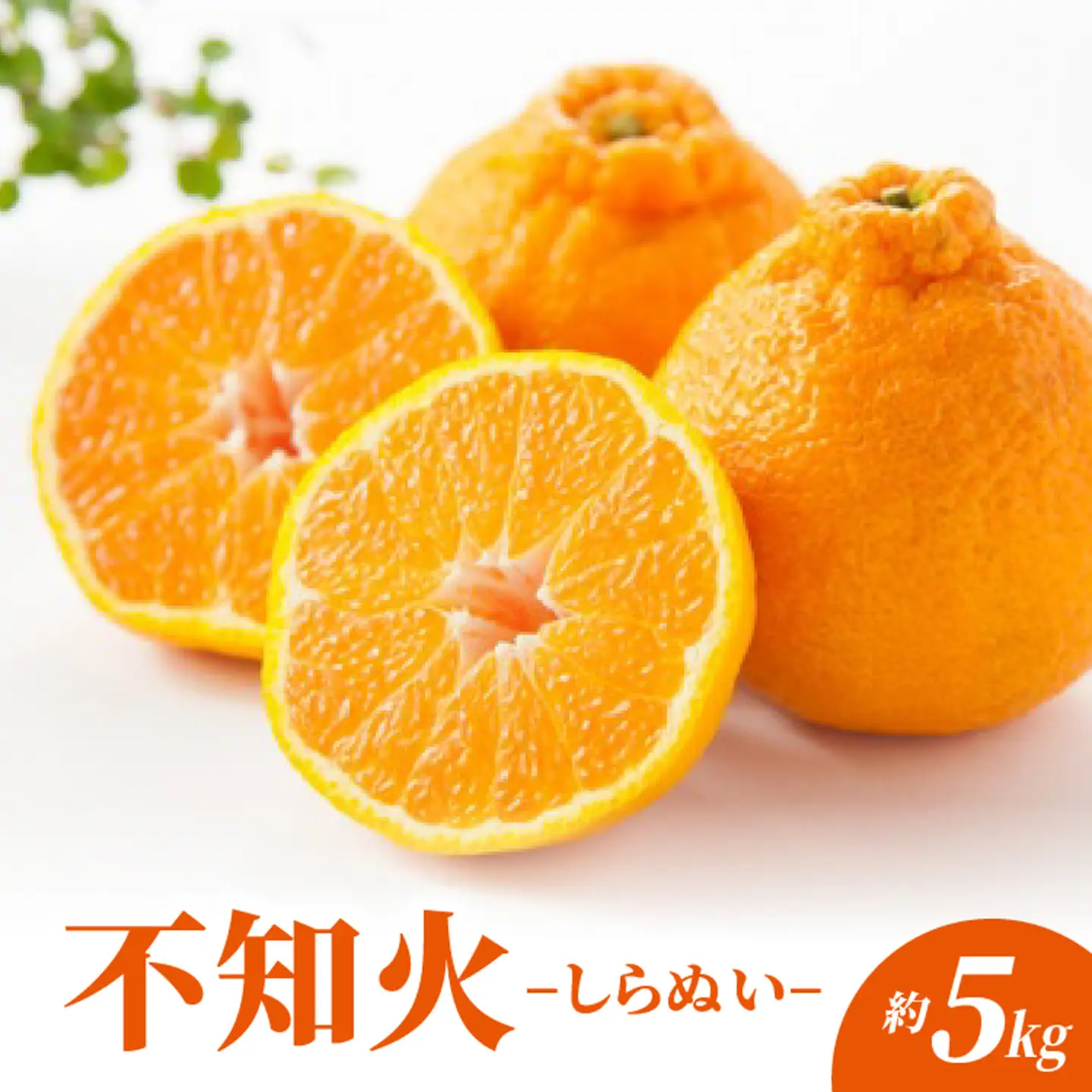 不知火 しらぬい 約5kg _c-143