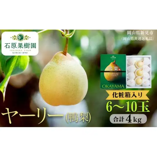 ヤーリー (鴨梨)  4kg 贈答 化粧箱 赤秀 6～10玉【先行予約 2026年11月中旬から順次発送】
