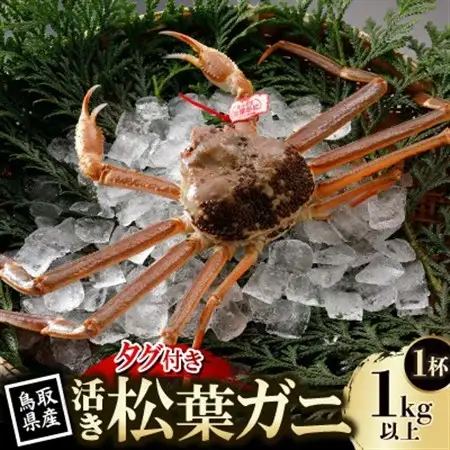 【先行予約】鳥取県産 タグ付き 活松葉がに 1kg以上×1杯(中村商店)2027年1月末より順次発送【配送不可地域：離島・北海道・沖縄県・東北・信越、北陸】【1692834】