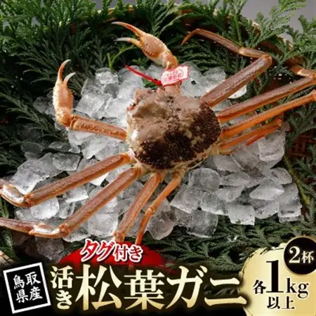 【先行予約】鳥取県産 タグ付き 活松葉がに 1kg以上×2杯(中村商店)2027年1月末より順次発送【配送不可地域：離島・北海道・沖縄県・東北・信越、北陸】【1692898】
