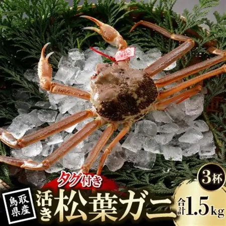【先行予約】鳥取県産 タグ付き 活 松葉がに 500g×3杯(中村商店)2027年1月末より順次発送【配送不可地域：離島・北海道・沖縄県・東北・信越、北陸】【1692908】