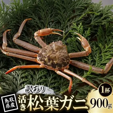 【先行予約】鳥取県産 訳あり 活 松葉がに 900g×1杯(中村商店)2027年1月末より順次発送【配送不可地域：離島・北海道・沖縄県・東北・信越、北陸】【1692909】