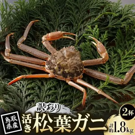 【先行予約】鳥取県産 訳あり 活 松葉がに 900g×2杯(中村商店)2027年1月末より順次発送【配送不可地域：離島・北海道・沖縄県・東北・信越、北陸】【1692911】