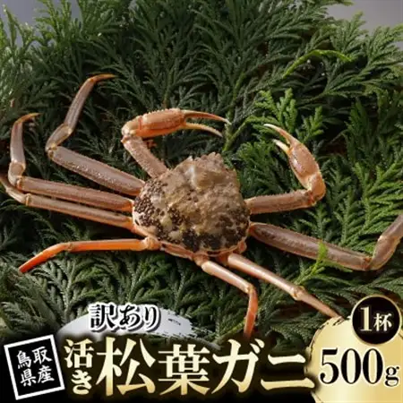 【先行予約】鳥取県産 訳あり 活 松葉がに 500g×1杯(中村商店)2027年1月末より順次発送【配送不可地域：離島・北海道・沖縄県・東北・信越、北陸】【1692919】