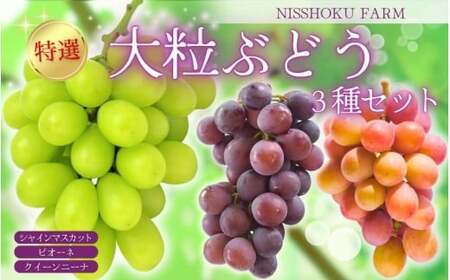 【3回定期便】 シャインマスカット 岡山県産ぶどう 大粒シャインマスカット各種詰め合わせ 定期便 【nisfarm022-01】