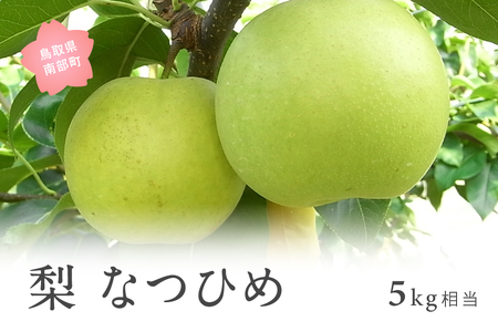 なつひめ [梨]（5kg箱）2026年8月中旬出荷予定＜数量限定＞