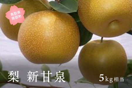 新甘泉［梨］（5kg箱）2026年8月下旬～9月上旬出荷予定＜数量限定＞