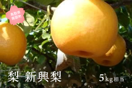 新興梨（5kg箱）2026年10月出荷予定＜数量限定＞
