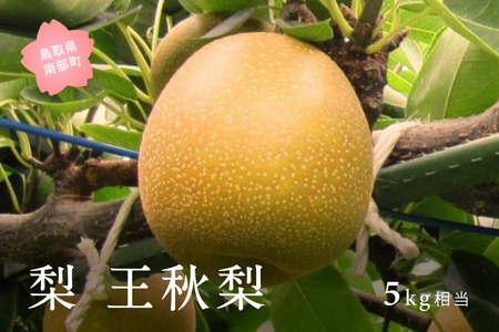 王秋梨（5kg箱） 2026年10月下旬出荷予定＜数量限定＞