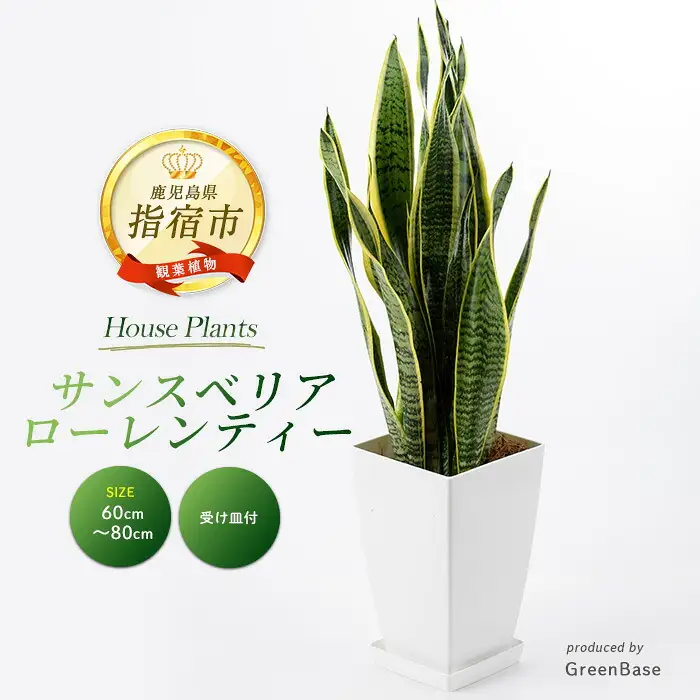 2026年3月上旬～発送【観葉植物】サンスベリア・ローレンティー 7号 Green Base IB003-012 観葉植物 ※北海道・沖縄・離島配送不可