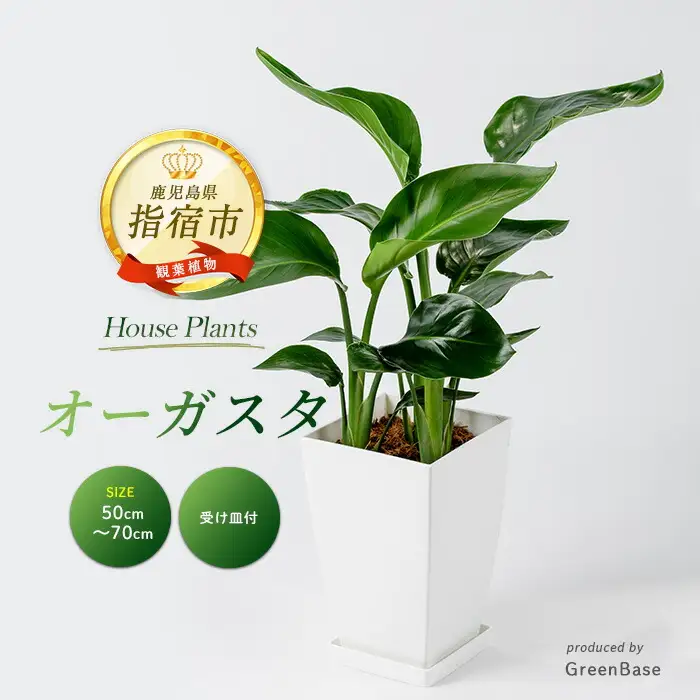 2026年1月中旬～発送【観葉植物】オーガスタ50cm～70cm Green Base IB003-019  観葉植物  観葉植物  ※北海道・沖縄・離島配送不可