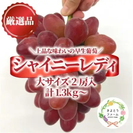 【希少品種】シャイニーレディ 大サイズ 2房入/計1.3kg～ (岡山県産) 赤色の早生葡萄!【配送不可地域：離島】【1694777】